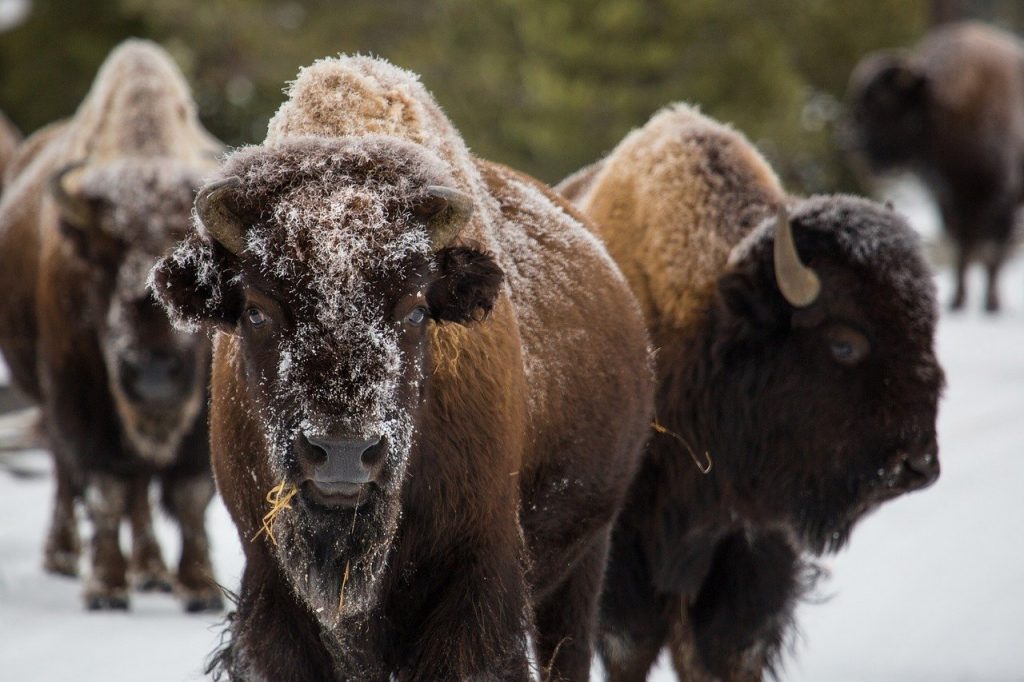 bison, buffalo, american